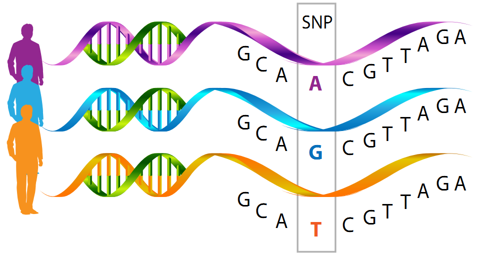 Ứng dụng SNPs trong Giám định ADN