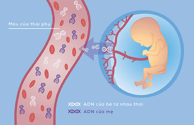 Cơ sở của phương pháp là phân tích nồng độ ADN tự do của thai nhi trong máu mẹ 