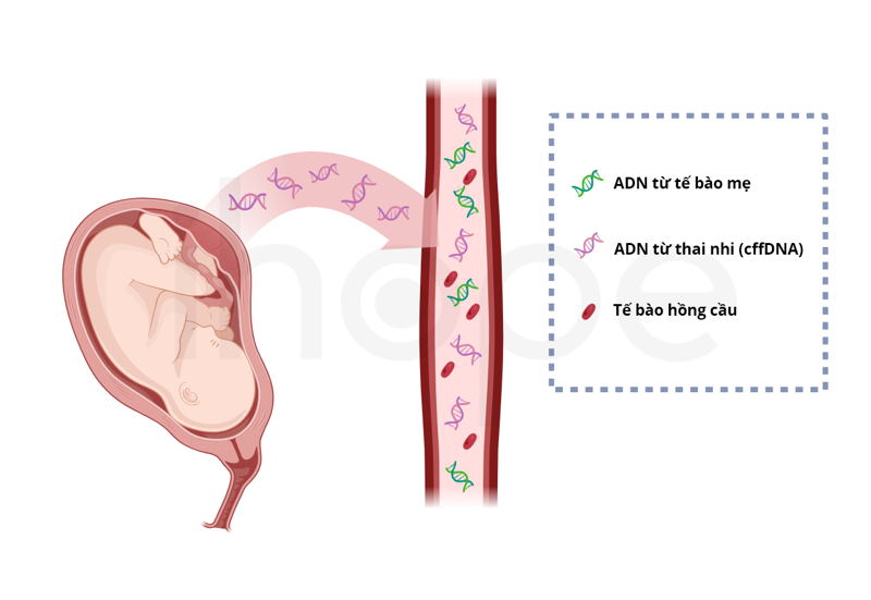 Tỉ lệ ADN tự do của thai nhi trong m&aacute;u mẹ ở tuần 18 vẫn đủ ngưỡng tối thiểu để l&agrave;m x&eacute;t nghiệm NIPT&nbsp;