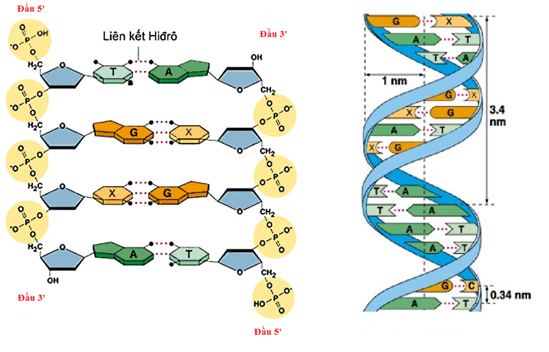 Cấu tr&uacute;c ADN&nbsp;