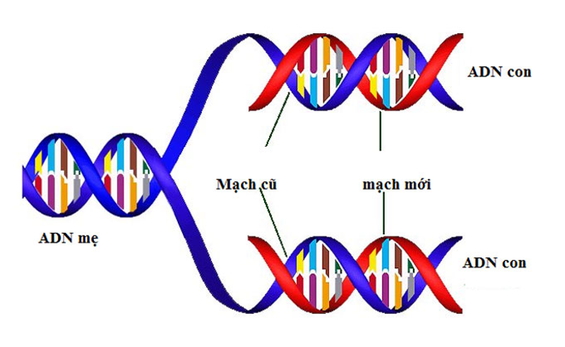 Cơ chế tự nh&acirc;n đ&ocirc;i của ADN gi&uacute;p truyền đạt th&ocirc;ng tin di truyền&nbsp;