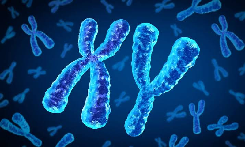 X&eacute;t nghiệm nhiễm sắc thể ở nam giới trước khi l&agrave;m IVF