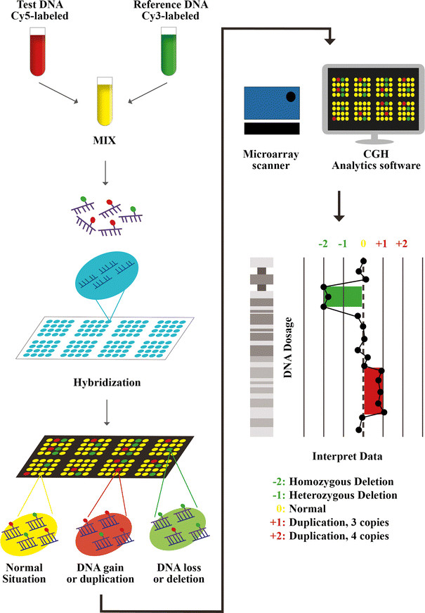 Định nghĩa và ứng dụng của DNA microarray - Tìm hiểu DNA Microarray là gì