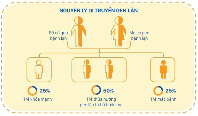Nguy&ecirc;n l&yacute; di truyền của gen lặn trường hợp cả vợ v&agrave; chồng đều mang gen bệnh lặn&nbsp;