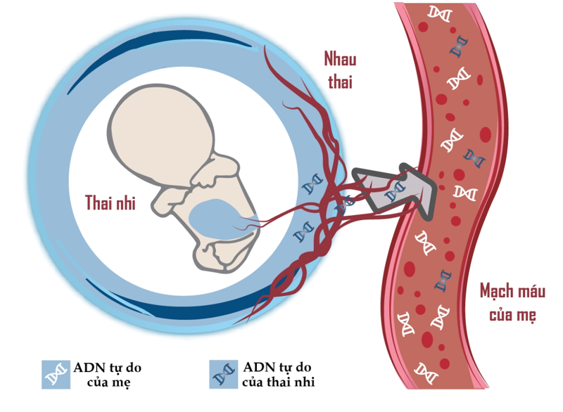 Tỉ lệ ADN tự do của thai nhi cần đạt ngưỡng tối thiểu 4% để x&eacute;t nghiệm NIPT th&agrave;nh c&ocirc;ng&nbsp;