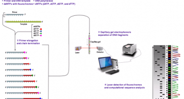 Giải trình tự bằng phương pháp Sanger