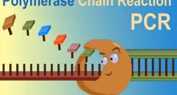 Kỹ thuật PCR