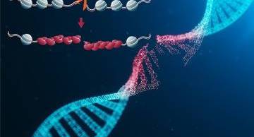 Ứng dụng lâm sàng của Xét nghiệm Phân mảnh DNA tinh trùng
