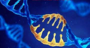 Tìm hiểu ADN và bản chất của gen là gì?