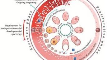 Tại Việt Nam, đã có nhiều phụ nữ sau nhiều lần thất bại IVF đã có thai sau khi xét nghiệm Genratest