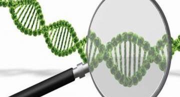 Thế giới có bao nhiêu bộ kit để xác định huyến thống?