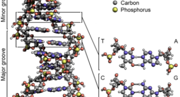 Xét nghiệm ADN và những thông tin cần biết