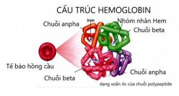 Hemogolobin và các bệnh liên quan