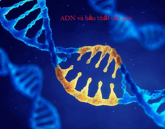 Cấu tạo hóa học của phân tử ADN và gen như thế nào?