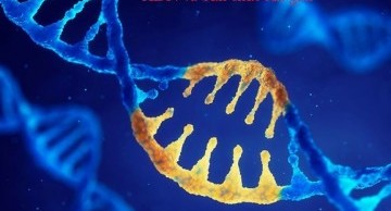 bản chất của gen là gì