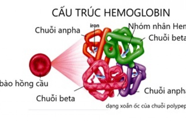 Hemoglobin là gì? Các dạng bất thường & Phương pháp xét nghiệm