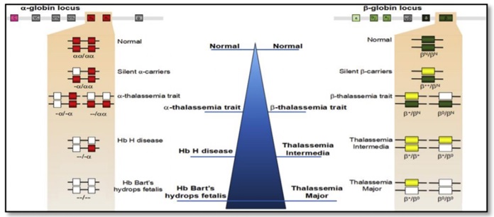 Thalassemia – hậu quả, chẩn đoán và điều trị