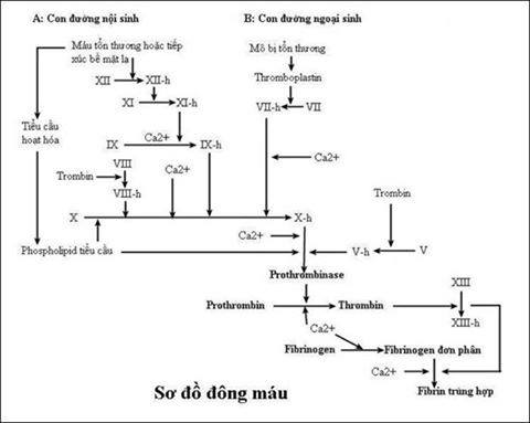 Yếu tố 3 tiểu cầu và các bệnh lý liên quan