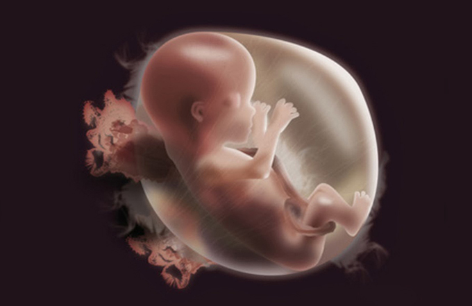 Thai nhi phát triển trong bụng mẹ