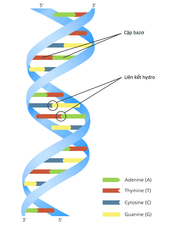 Khác biệt giữa adn và dna là gì trong gen học và di truyền học