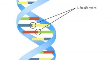 adn là gì