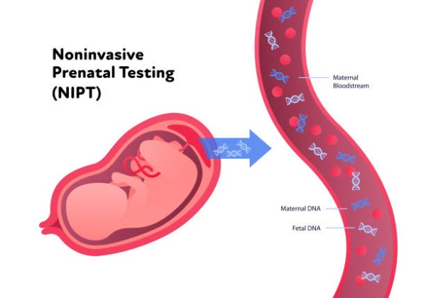 Máu của mẹ có chứa ADN của thai nhi