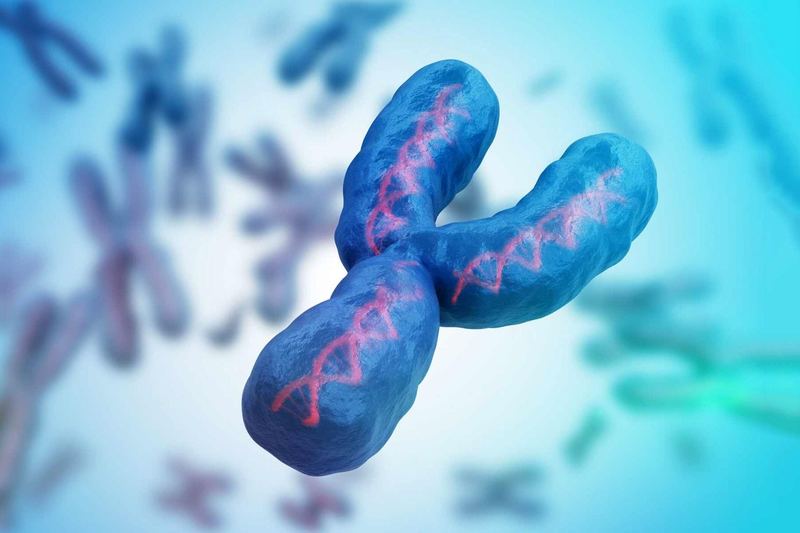 X&eacute;t nghiệm ADN ch&uacute; - ch&aacute;u trai bằng phương ph&aacute;p x&eacute;t nghiệm nhiễm sắc thể Y (Y - STR)