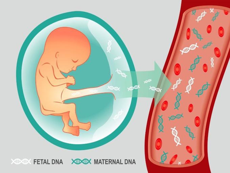 X&eacute;t nghiệm NIPT 3 (g&oacute;i cơ bản) gi&uacute;p ph&aacute;t hiện 3 rối loạn nhiễm sắc thể g&acirc;y dị tật thai nhi bao gồm: Down, Patau, Edwards.